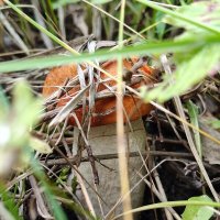 Сезон грибов :: Андрей 