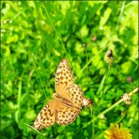 Лето :: Татьяна Осипова(Deni2048)