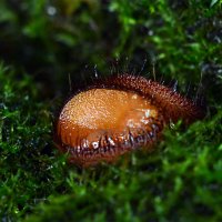 Скутеллиния - грибы с ресничками :: Геннадий Супрун Скутеллиния - грибы с ресничками :: Геннадий Супрун