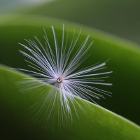 Зацепился. :: Нина Сироткина 