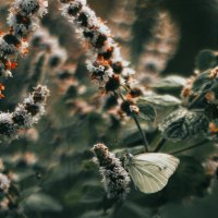 Мята и бабочка :: Валентина 