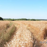 Дорога в даль по полю пшеницы :: fogmeadowww m