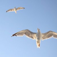 Чайка. :: Оля Богданович