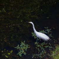 Белая цапля :: Светлана Карнаух Белая цапля :: Светлана Карнаух