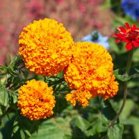 *** :: Геннадий Порохов