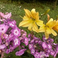 Флоксы и лилейники :: Сапсан 