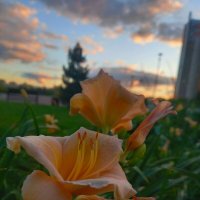 Лилейник :: Сапсан 