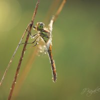 *** :: Елена Kазак (selena1965)