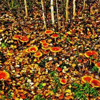 Лето прошло... Мухоморы среди палой листвы! :: Владимир 