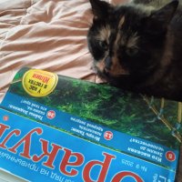 Кошечка Матрёшка читает прессу! :: Светлана Калмыкова Калмыкова