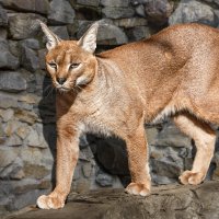 Каракал :: SanSan 