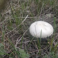 Грибное место :: Андрей Хлопонин Грибное место :: Андрей Хлопонин