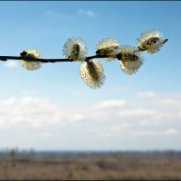 Весна :: **** vedin