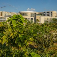 Катальпа :: Анатолий Чикчирный Катальпа :: Анатолий Чикчирный