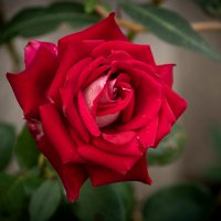 Роза :: Игорь Сикорский Роза :: Игорь Сикорский