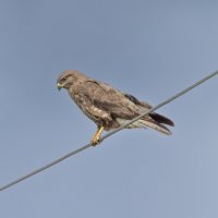 канюк :: юрий макаров