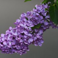 Весна в Ботаническом... Май. :: Наташа ***** Весна в Ботаническом... Май. :: Наташа *****