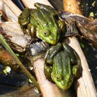 Весна в Ботаническом... Май. :: Наташа *****
