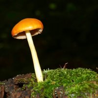 Жизнь во мху: гриб плютей львино-жёлтый :: Андрей Заломленков Жизнь во мху: гриб плютей львино-жёлтый :: Андрей Заломленков