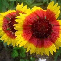 Двое :: Елена Семигина