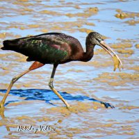 Каравайка с уловом. :: Николай Волков Каравайка с уловом. :: Николай Волков