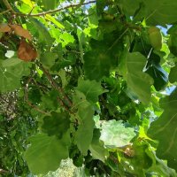 ,,, :: Сергей Тимоновский ,,, :: Сергей Тимоновский