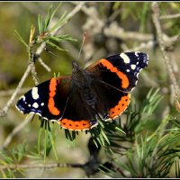 Лето -это маленькая жизнь... :: Aleksandr Gal