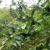 Дождь за окном :: Любимова Ольга 