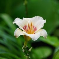 Лилейник :: Иван Литвинов