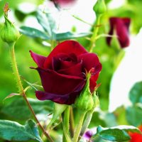 Бутон бархатной  розы :: Валентин Семчишин