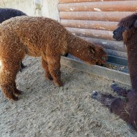 ШЕРСТЬ :: Сергей Янович Микк