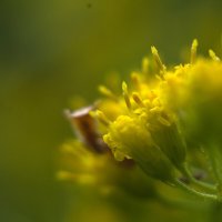 Золотарник полевой :: Kventin Natabos Золотарник полевой :: Kventin Natabos