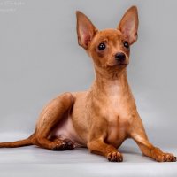 Той-терьер :: Светлана Ищенко