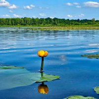 Река Солоница :: Михаил Свиденцов