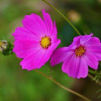 Космическая парочка :: Светлана 