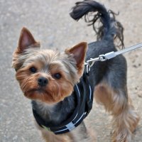 Милый любопытный йорк :: Светлана 