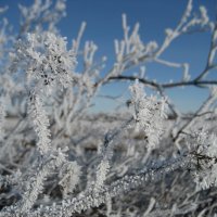 Морозное утро :: Anna Ivanova