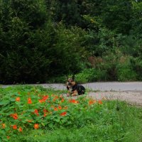 Охраняющий красоту. :: Люба 