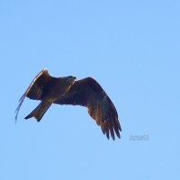 Острый клюв :: Сергей Беляев