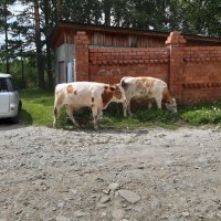 Конец июля - тоже середина лета :: Галина Минчук Конец июля - тоже середина лета :: Галина Минчук