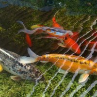 " :: Светлана Хращевская " :: Светлана Хращевская