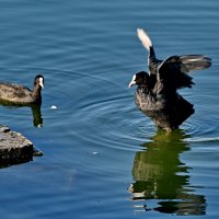 На городском озере... :: Николай Саржанов