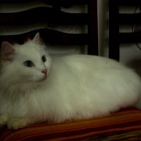 Отдыхает :: Светлана SvetNika17