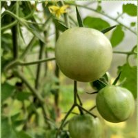 Про помидоры :: Татьяна Осипова(Deni2048)