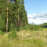 "На дальней станции сойду, трава по пояс..." :: VasiLina *