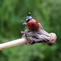 ** :: Зоя Мишина ** :: Зоя Мишина