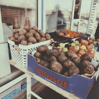 Картошка :: Ирина Курмалеева