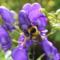 Все мое) :: Ирина Лесиканич