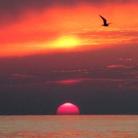 Полет на закате :: Валерий 