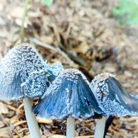 На мусорной куче :: AZ east3